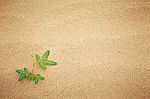 Green Plant Growing Sand Stock Photo