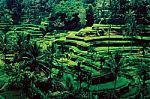 Green Rice Fields In Ubud Bali Indonesia Stock Photo