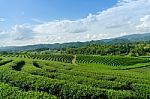 Green Tea Farm Stock Photo