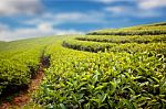 Green Tea Farm Stock Photo