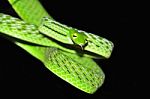 Green Vine Snake Stock Photo