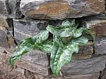 Green Yam Leaves Escaping From A Rock Wall Stock Photo