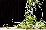 Green Young Sunflower Sprouts  On Wooden Table With Dark Backgro Stock Photo