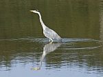 Grey Heron Stock Photo