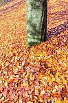 Ground Around Tree Trunk Covered With Autumn Leaves Stock Photo