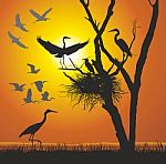 Group Herons At Sunset Stock Photo