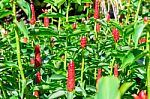 Group Of Galangal Flower In Garden Stock Photo