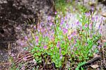 Group Of Purple Flower Bloming In The Rain Forest Stock Photo