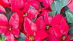 Group Of Red Poinsettia Flower (euphorbia Pulcherrima) Stock Photo