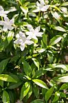 Group Of White Flower In Garden Stock Photo