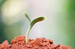 Growing Plants Stock Photo