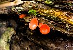 Growth Mushrooms Stock Photo