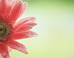 Haft Gerbera Flower On Green Nature Background Stock Photo