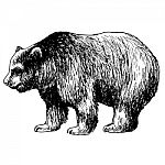 Hand Drawn Illustration Of Bear Stock Photo