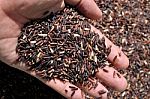 Hand Holding Brown Rice Stock Photo