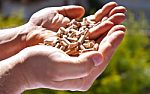 Hand Holding Pellet Stock Photo