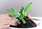 Hand Holding Plant Stock Photo