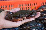 Hand Holding Soft Shell Black Crab Stock Photo