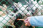 Hand Woman Holding Feeding Rabbit With A Carrot In The Green Cage Stock Photo