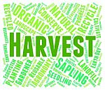 Harvest Word Showing Grain Crops And Grains Stock Photo