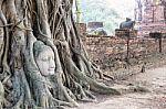 Head Buddha Statue In The Roots Tree Stock Photo