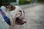 Head Of English Bulldog Stock Photo