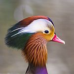 Head Of Mandarin Duck Stock Photo