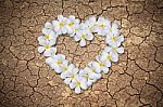 Heart Shaped Plumeria Flowers Stock Photo