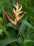 Heliconia Stock Photo