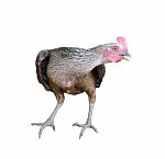 Hen Isolated On White Background Stock Photo