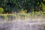 Heron On Misty Morning On The River Stock Photo