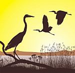 Herons At Sunrise Stock Photo