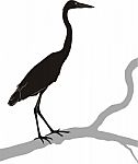 Herons On A Branch Stock Photo