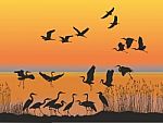 Herons On The Shore Of Lake At Sunset Stock Photo