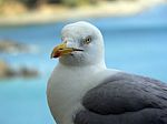 Herring Gull Stock Photo