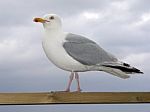 Herring Gull Stock Photo