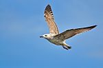 Heuglin's Gull Stock Photo