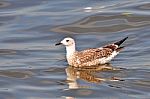 Heuglin's Gull Stock Photo