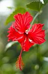 Hibiscus Flower Stock Photo