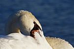 Hide-and-seek From The Swan Stock Photo