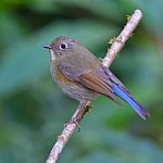 Himalayan Bluetail Bird Stock Photo