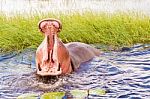 Hippopotamus Stock Photo