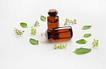 Holy Basil Essential Oil In A Glass Bottle With Fresh Holy Basil Stock Photo