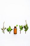 Holy Basil Essential Oil In A Glass Bottle With Fresh Holy Basil Stock Photo