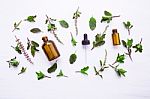 Holy Basil Essential Oil In A Glass Bottle With Fresh Holy Basil Stock Photo