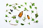 Holy Basil Essential Oil In A Glass Bottle With Fresh Holy Basil Stock Photo