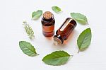 Holy Basil Essential Oil With  Fresh Leaves Stock Photo