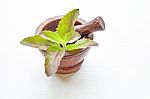 Holy Basil  In Wooden Mortar On White Background Stock Photo