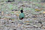 Hooded Pitta Stock Photo