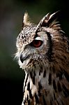 Horned Owl Stock Photo